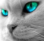 syntax